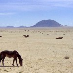 cavalli selvaggi del Garub Pan (Namibia)