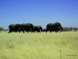 elefanti al Parco Etosha (Namibia)