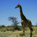 giraffa al Parco Etosha (Namibia)