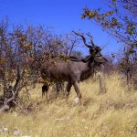 kudu al Parco Etosha (Namibia)