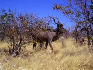kudu al Parco Etosha (Namibia)