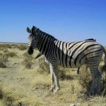 zebra al Parco Etosha (Namibia)