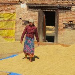 mondatura del riso (Bungamati, Nepal)