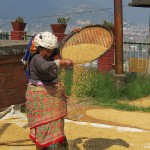 mondatura del riso (Kirtipur, Nepal)