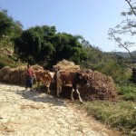 vacche al pascolo a nord di Sankhu (Nepal)