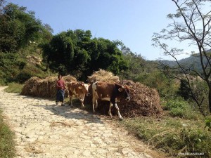 vacche al pascolo a nord di Sankhu (Nepal)