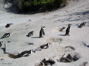 colonia di pinguini (Simon's Town, Sud Africa)