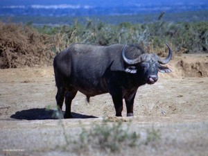 bufalo (Addo Elephant Park, Sud Africa)