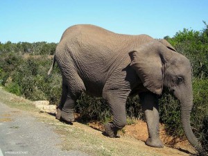 elefante (Addo Elephant Park, Sud Africa)