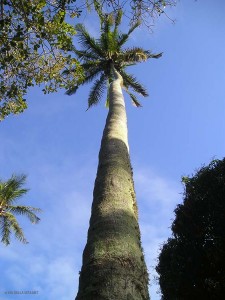 palma (Inhaca, Mozambico)