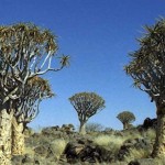 Kokerboom Forest (Namibia)