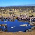 al Parco Etosha (Namibia)