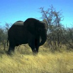 elefante al Parco Etosha (Namibia)