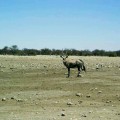 gemsbok al Parco Etosha (Namibia)