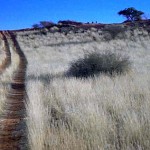 struzzi sul Monte Etjo (Namibia)