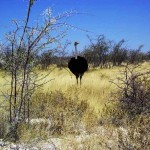 struzzo al Parco Etosha (Namibia)
