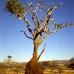 termitaio sul Monte Etjo (Namibia)