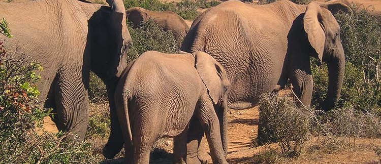 elefanti (Addo Elephant National Park, Sud Africa)