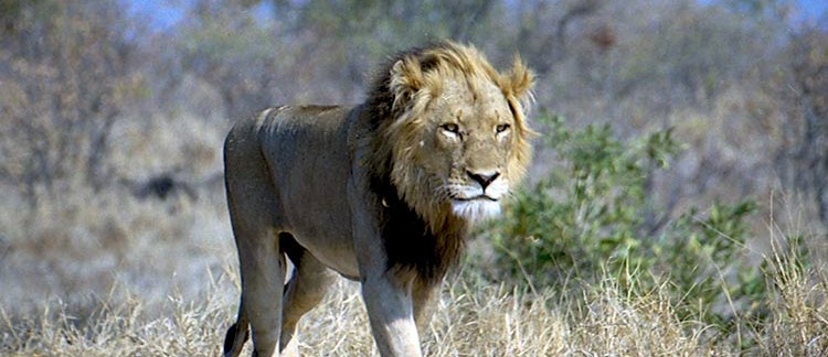leone (Kruger Park, Sud Africa)